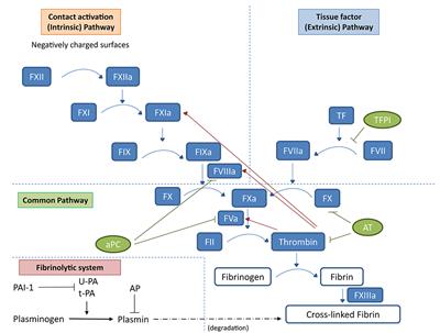 Coagulation and Fibrinolysis in Kidney Graft Rejection